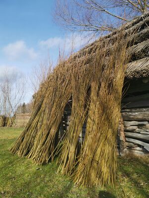 Bild von Weidenruten aufgestellt zum trocknen