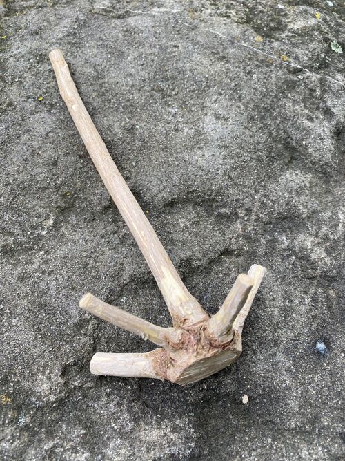 Weihnachtsbaumspitzen nicht wegwerfen! Sammeln für den Frühjahrsworkshop "Steinzeitliche Quirle"