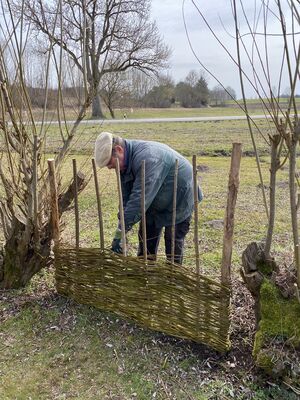 Bild von einem Ehrenamtlichen beim reparieren der Flechtwerkzäune