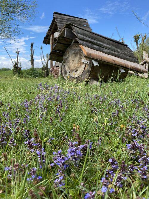 Die Bienenbehausungen im Steinzeitdorf. Eine der Klotzbeuten ist während den Stürmen der letzten Tage beschädigt worden.